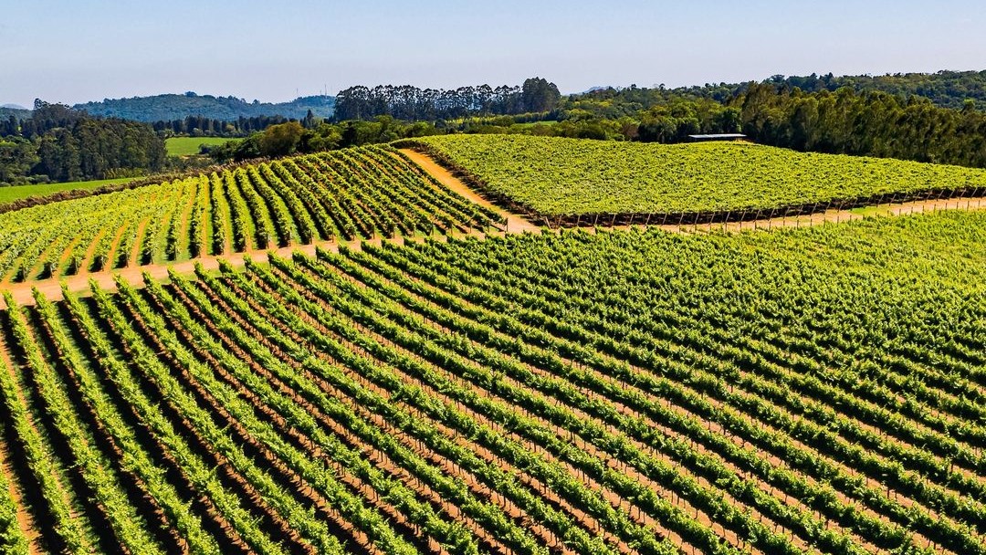 Vinhedos no Roteiro do Vinho, São Roque SP