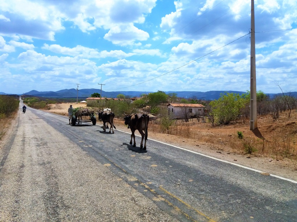 Estrada vicinal no sertão da Paraíba, com caatinga e céu azul no horizonte