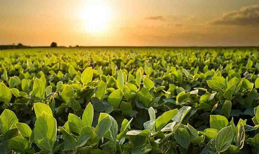 Plantação de soja ao entardecer no Sudoeste Goiano