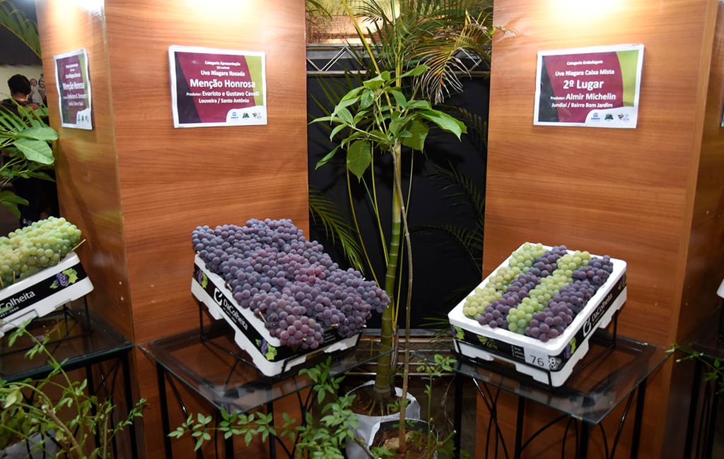 Uvas colhidas em caixas, referência à tradição do Circuito das Frutas na região de Jundiaí