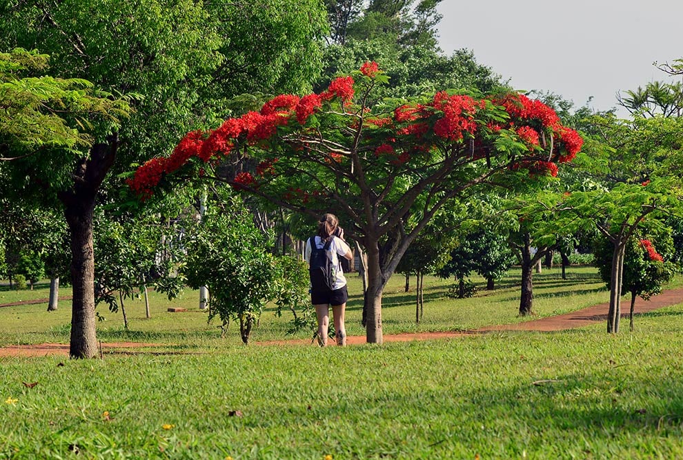 Avenida arborizada no campus da Unicamp, com estudantes circulando