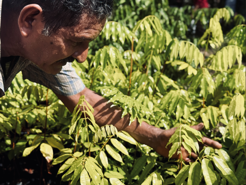 Campus da UFAM cercado por vegetação amazônica