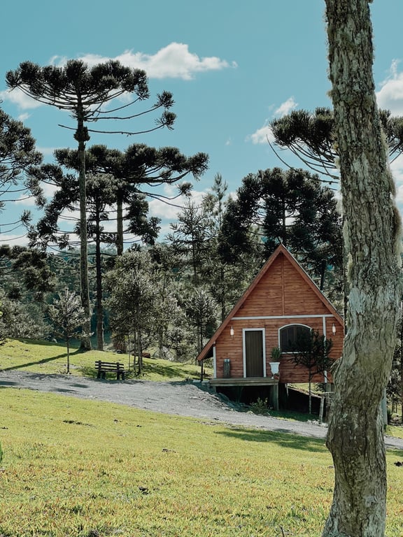 Paisagem do Planalto Norte catarinense com araucárias, representando a região de Canoinhas