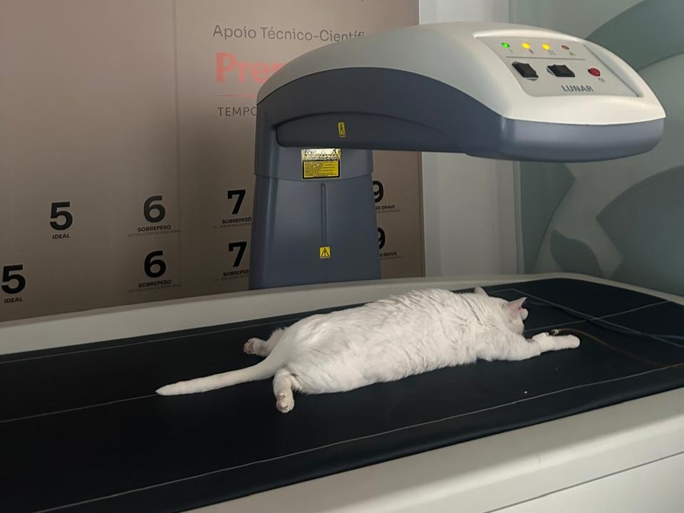 Ambiente de clínica veterinária com atendimento a pequenos animais