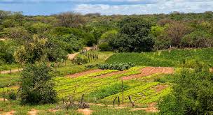 Paisagem do Semiárido baiano na região de Guanambi