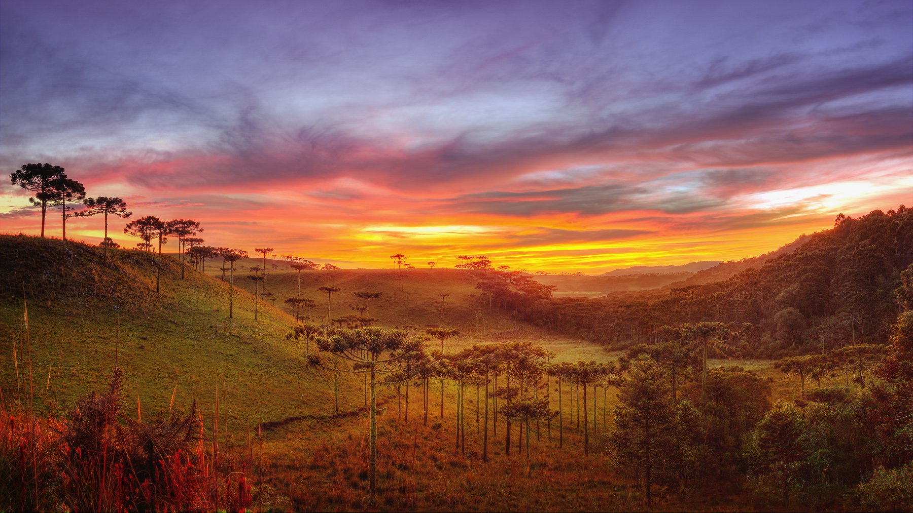 Paisagem de araucárias no amanhecer, em Santa Catarina