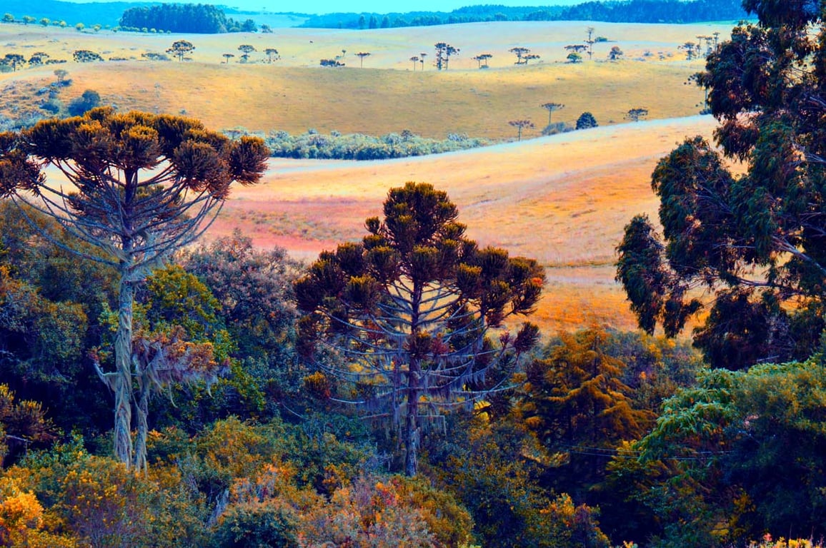 Campos de Cima da Serra ao pôr do sol, com vegetação de campo e araucárias no horizonte