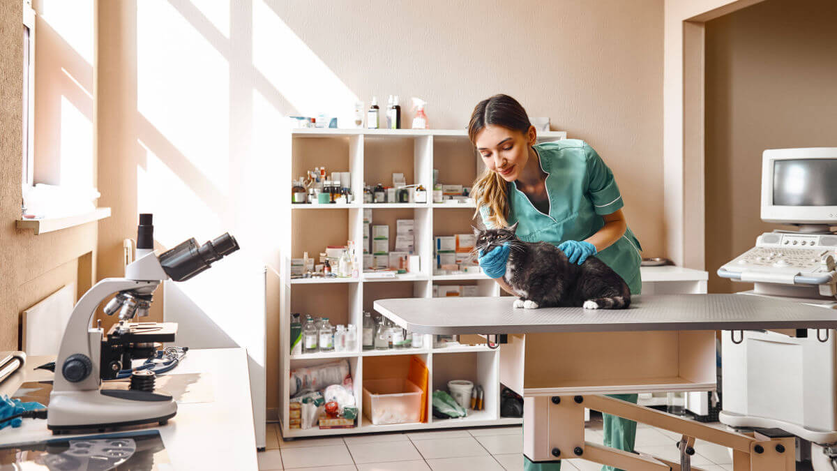 Veterinária atende gato em ambiente clínico, com microscópio ao fundo