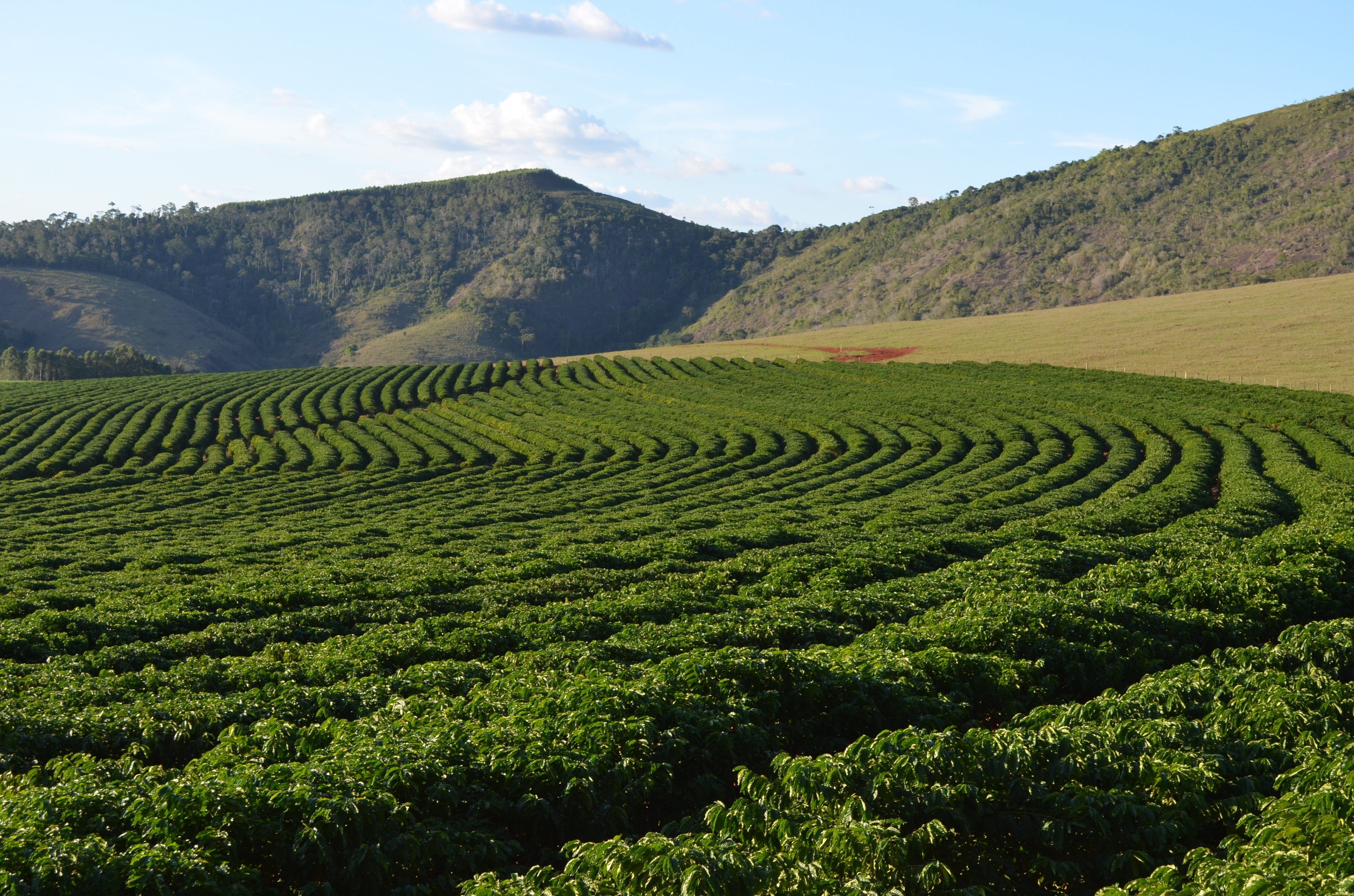Lavouras de café em montanhas na Zona da Mata mineira