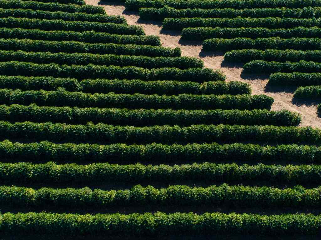 Cafezais no norte do Espírito Santo