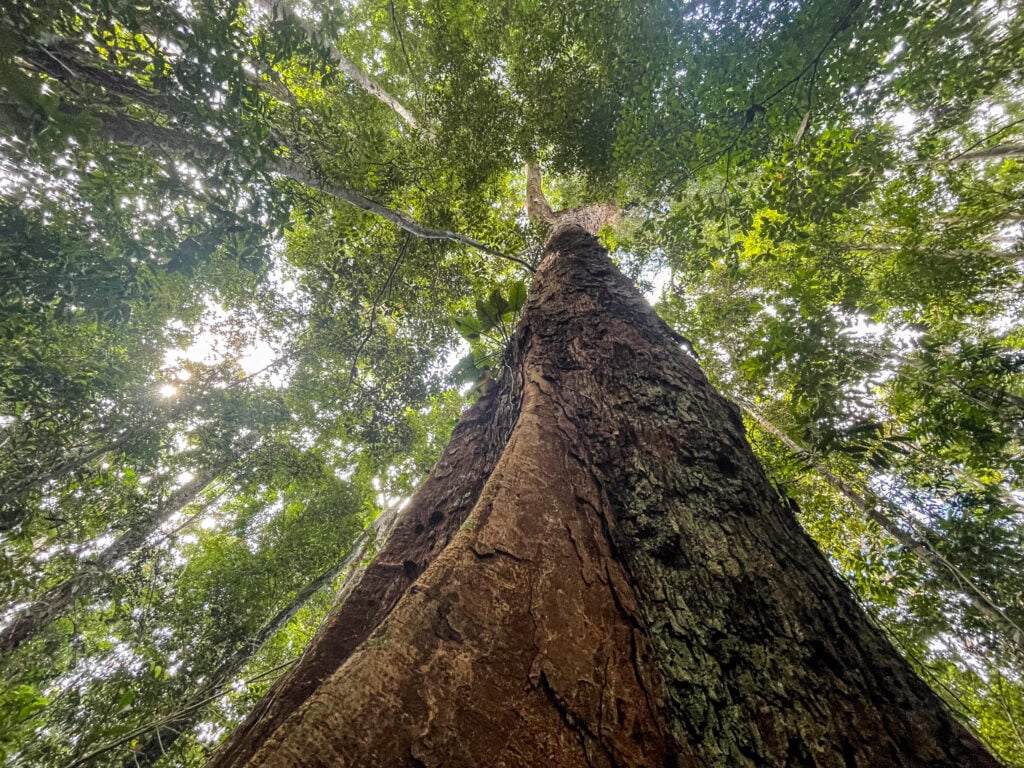 Mata Atlântica, com árvore imponente iluminada pela luz da manhã
