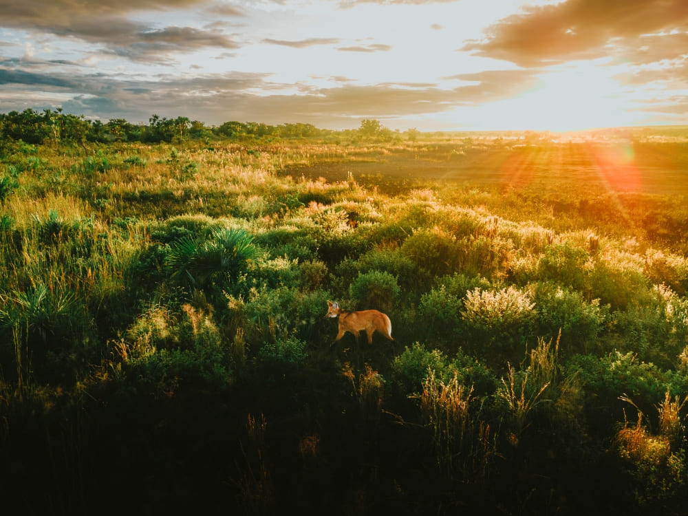 Cerrado do DF ao pôr do sol: vegetação típica e horizonte amplo