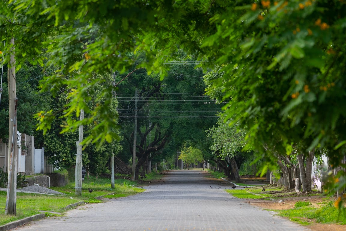 Rua arborizada em pequena cidade do interior do Paraná, com casas e calçamento, em um dia claro