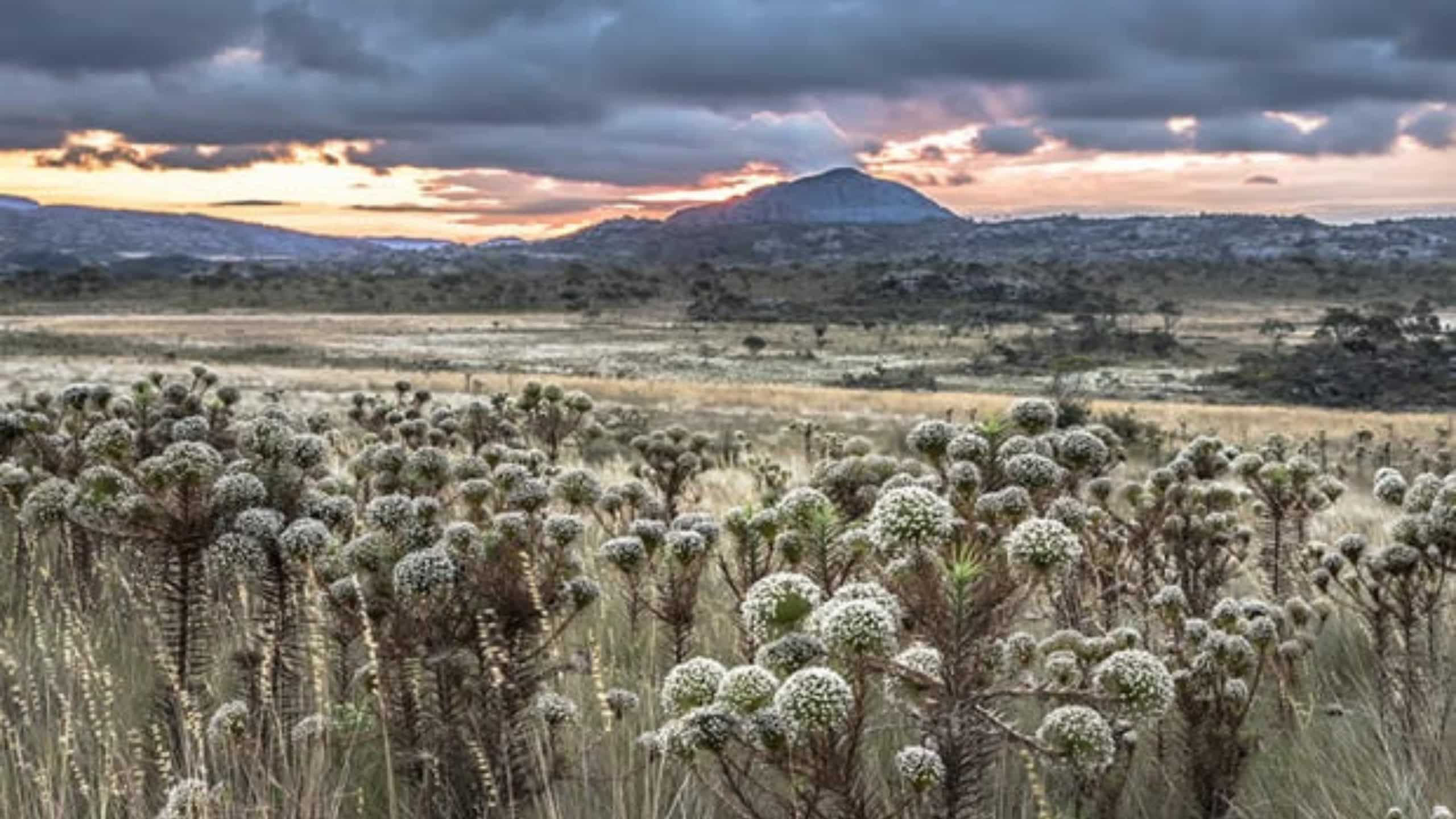 Campos rupestres na Serra do Espinhaço, MG