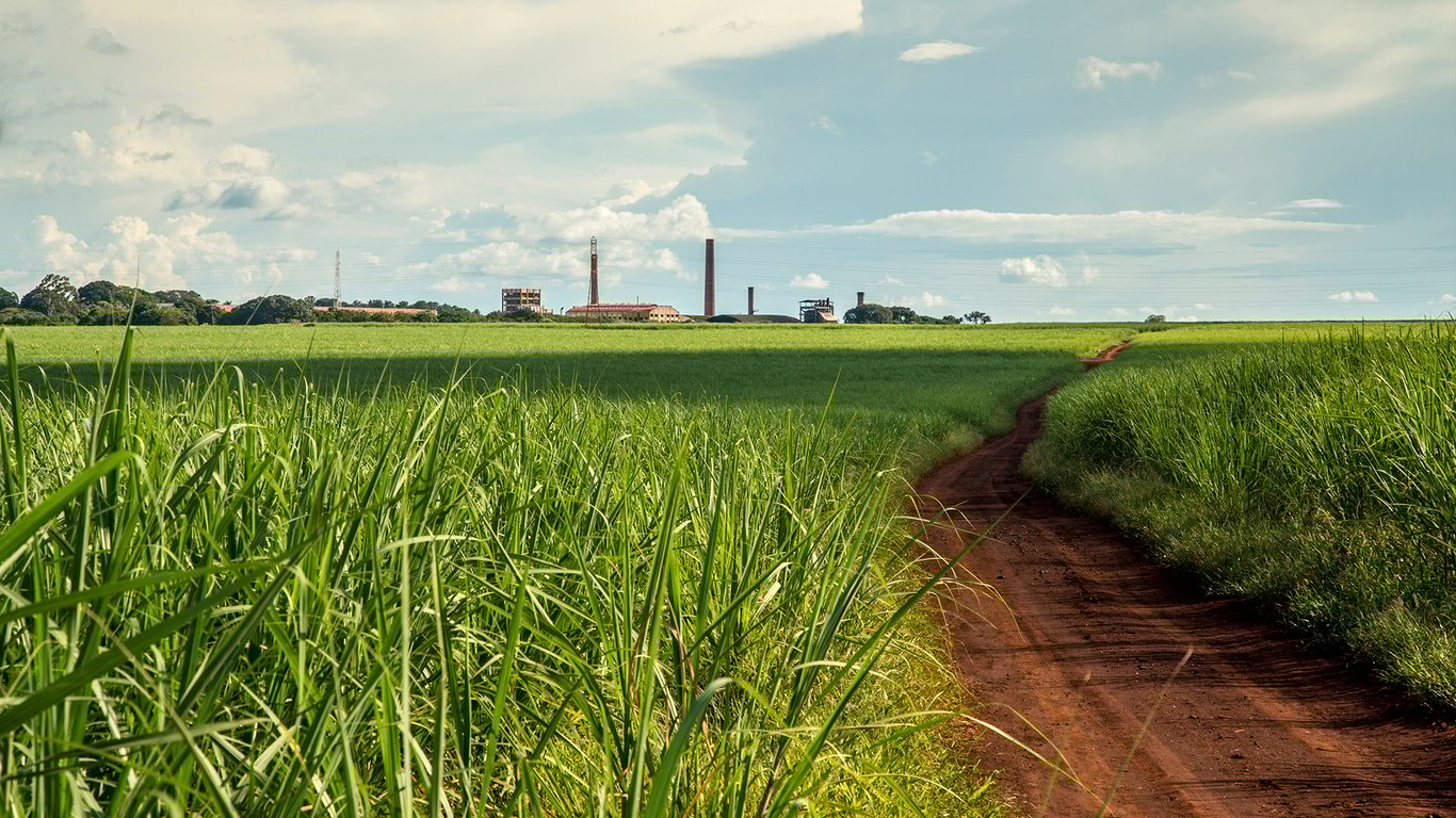 Cana-de-açúcar na Alta Mogiana SP