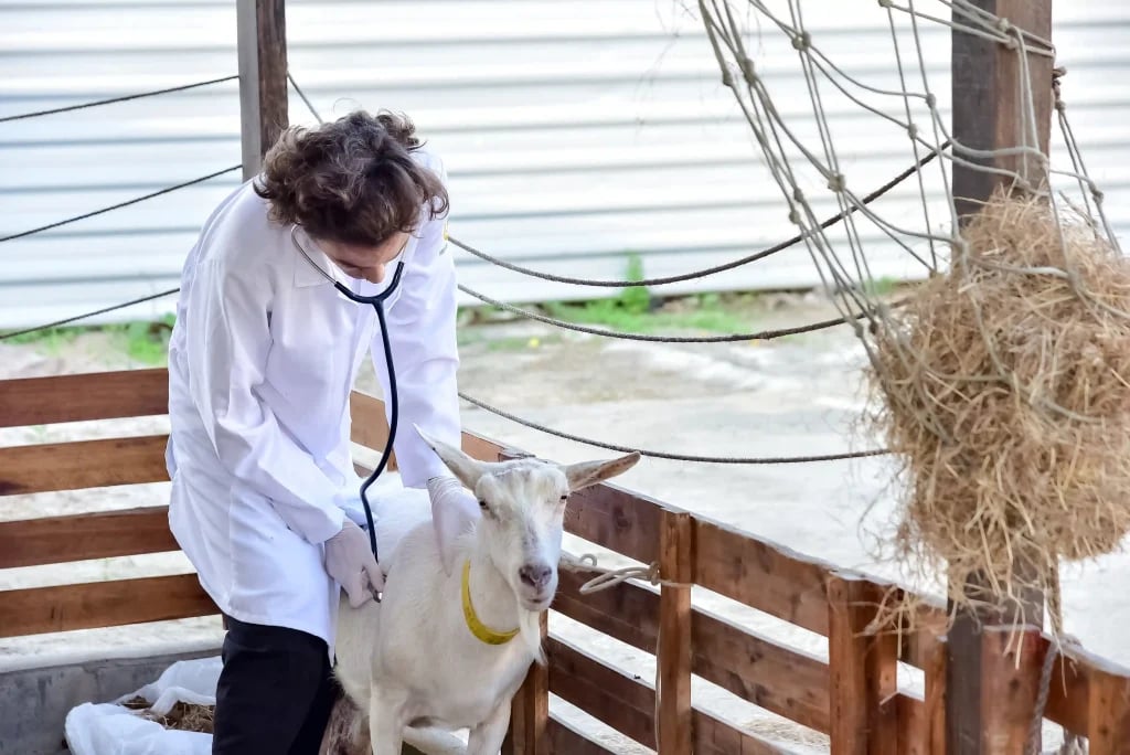Profissional veterinário examinando animal de fazenda em ambiente rural