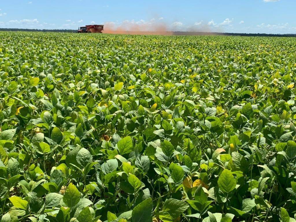Paisagem rural no sul de Mato Grosso do Sul, simbolizando o perfil agropecuário da região de Laguna Carapã