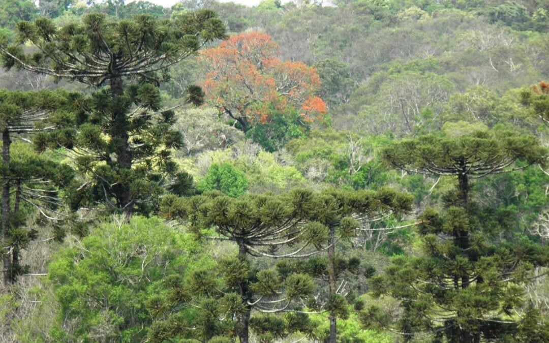 Mata de araucária no Oeste de SC