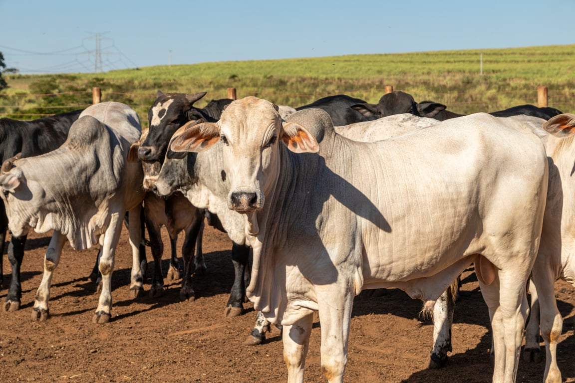Vocação agropecuária da Alta Paulista