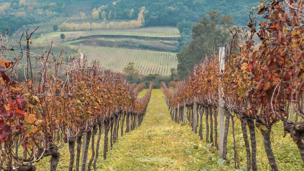 Vinhedos e colinas na Serra Gaúcha