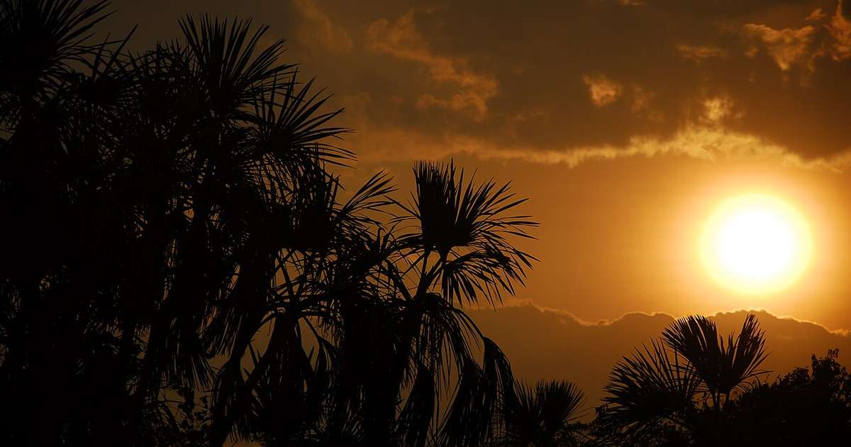 Veredas de buritis no Cerrado ao pôr do sol