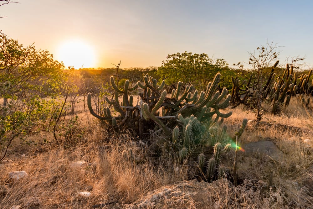 Paisagem do sertão cearense ao pôr do sol, com vegetação típica e serras ao fundo