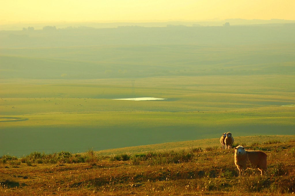 Paisagem da Campanha Gaúcha ao pôr do sol, com campos e rebanho bovino