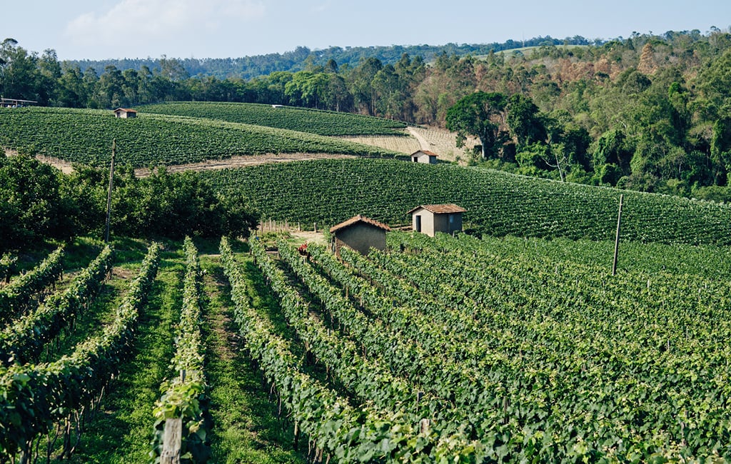 Paisagem do Circuito das Frutas, com colinas e vinhedos ao entardecer
