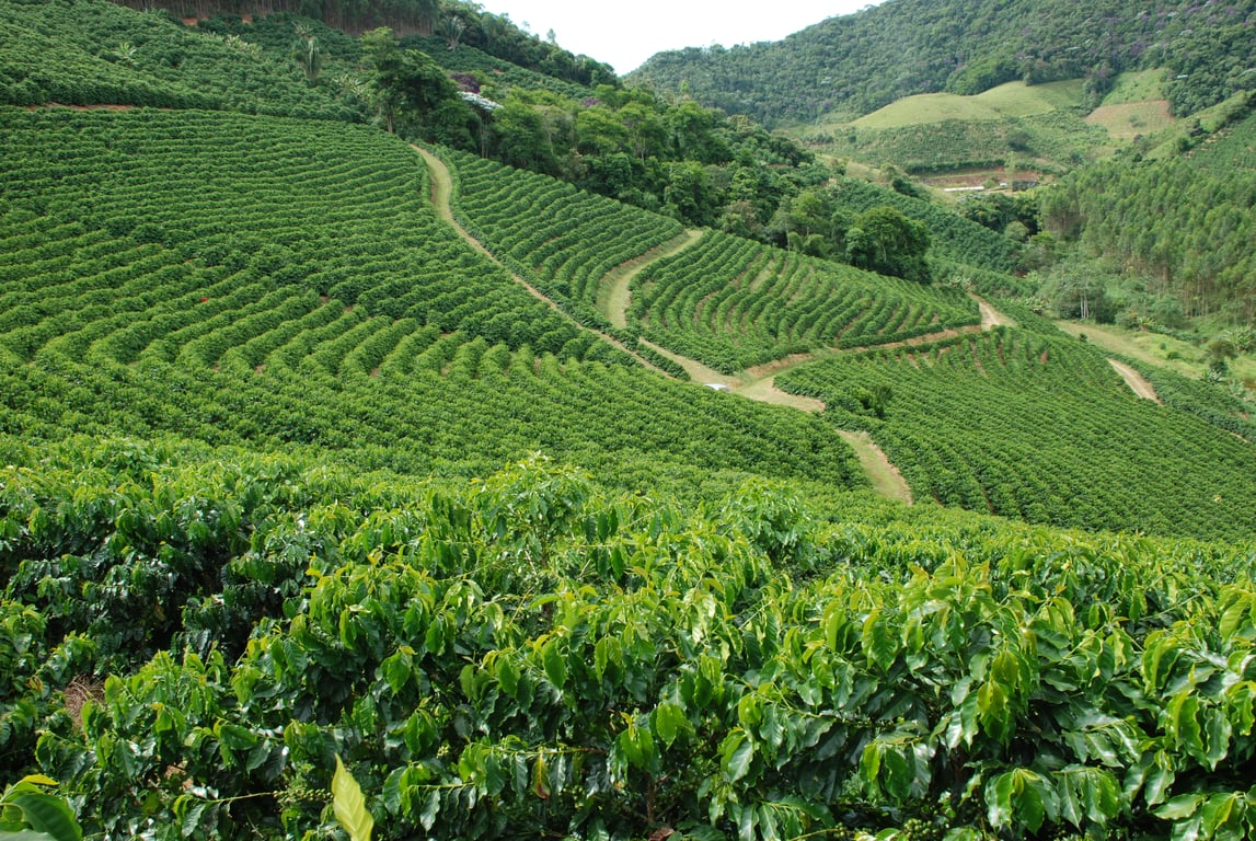 Plantação de café nas montanhas capixabas