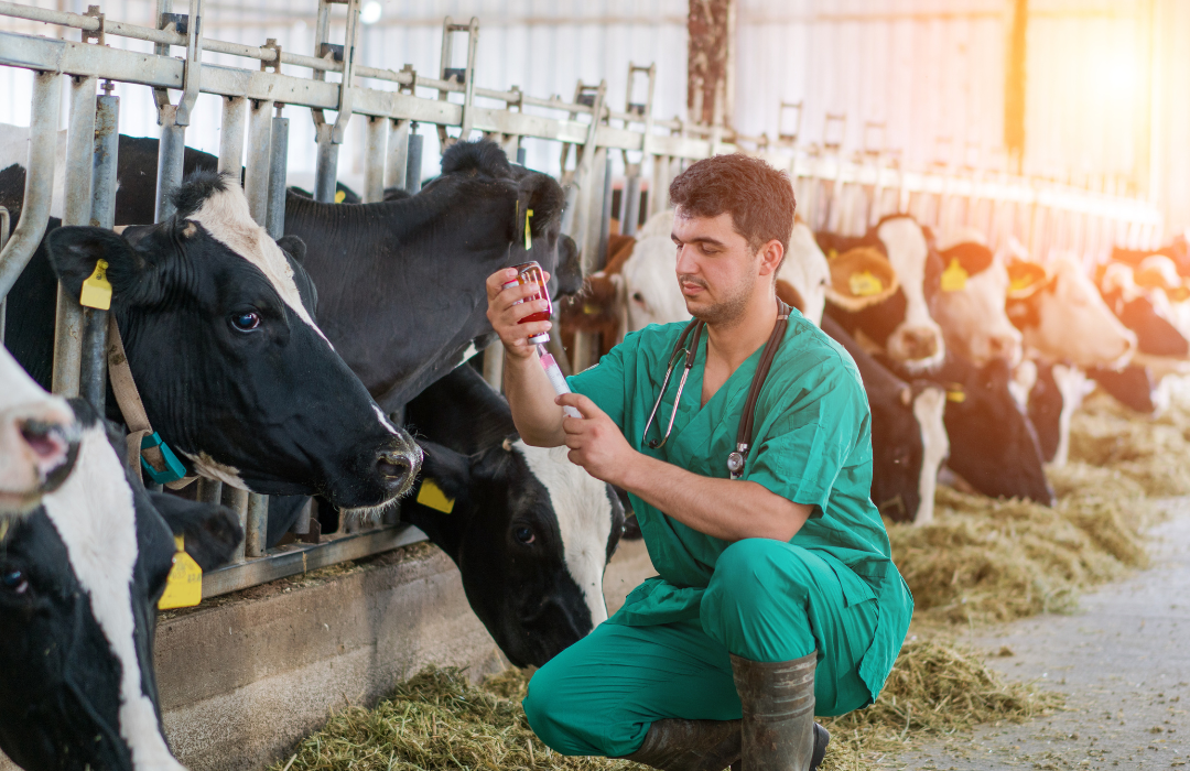 Inspeção veterinária em propriedade rural