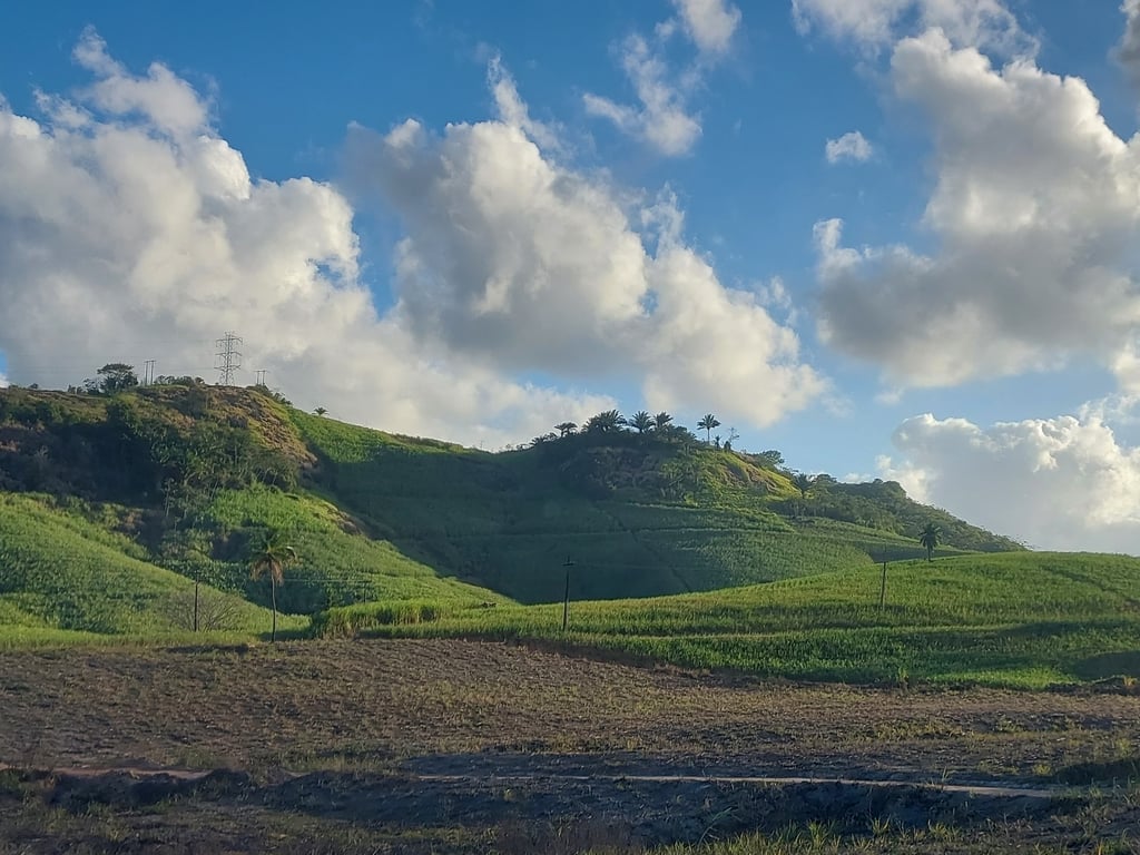 Canaviais e morros suaves ao entardecer na Zona da Mata Sul de Pernambuco