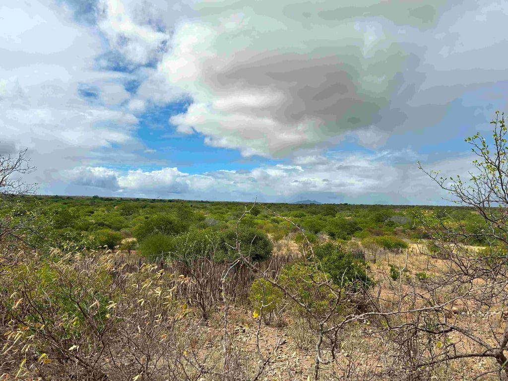 Paisagem do semiárido na Bahia, cenário típico do interior onde fica Andorinha