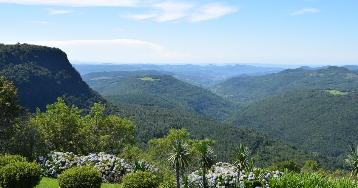 Floresta de araucárias na Serra Gaúcha
