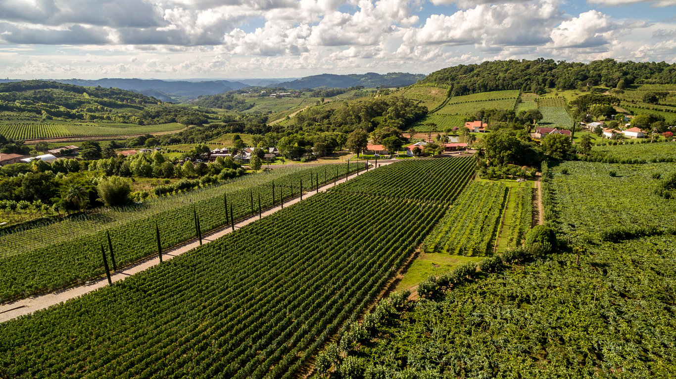 Vinhedos na Serra Gaúcha ao entardecer