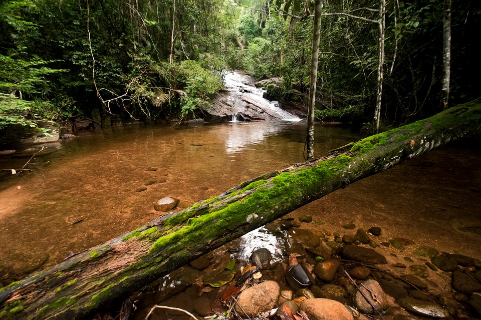 Trilha em floresta de Mata Atlântica com riacho e árvores altas; neblina leve ao fundo