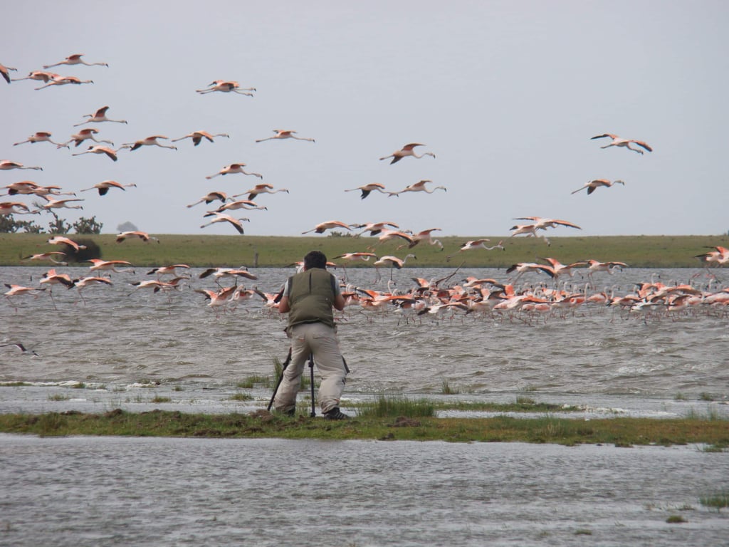Parque Nacional da Lagoa do Peixe, cartão-postal da região de Tavares RS