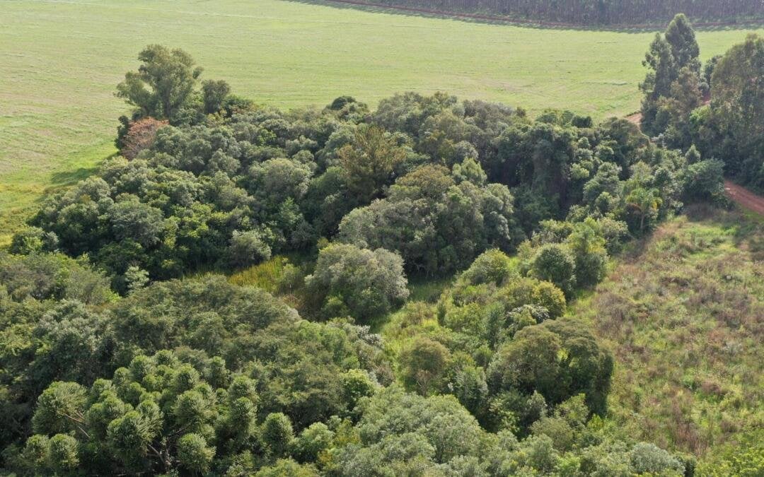 Paisagem rural no Oeste do Paraná, com plantações e estrada sob luz dourada.