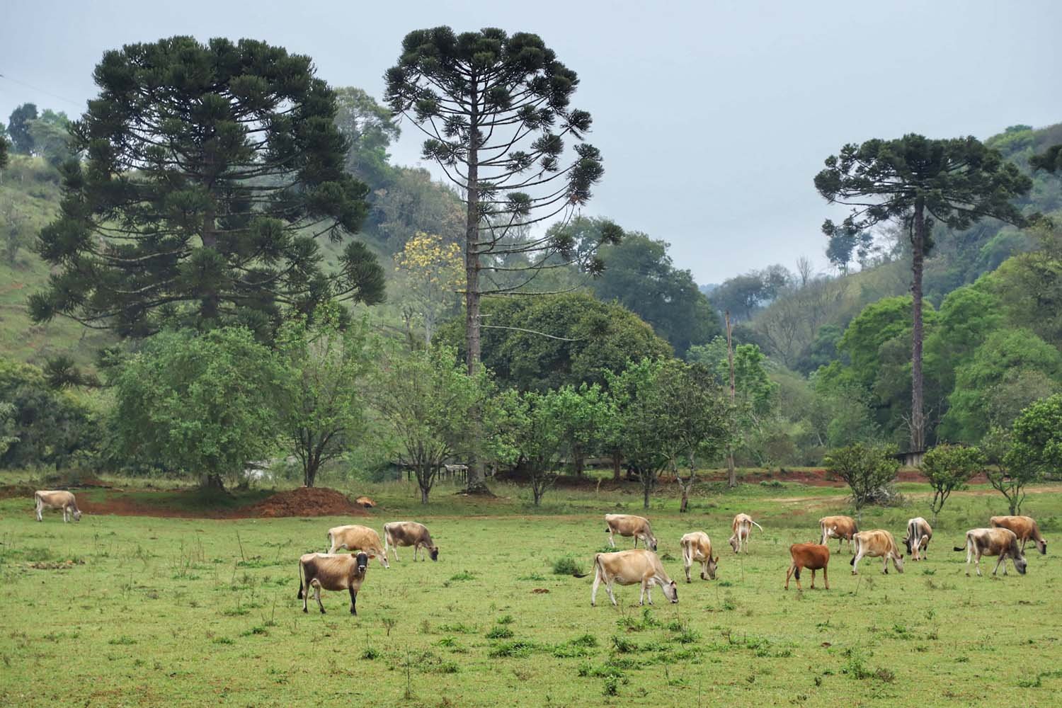 Paisagem rural com araucárias no interior do Paraná