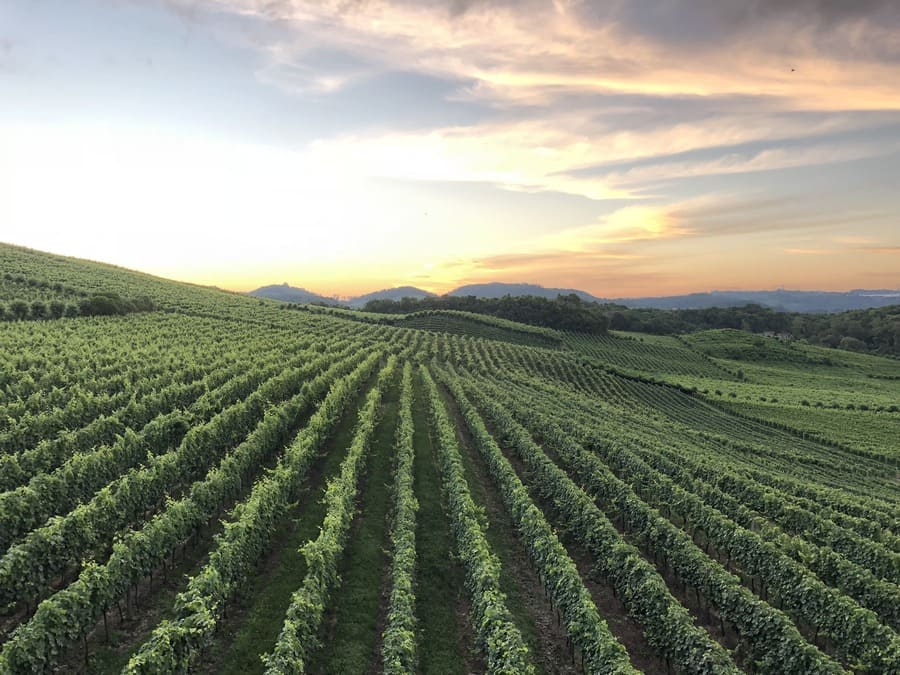 Vinhedos na Serra Gaúcha ao entardecer