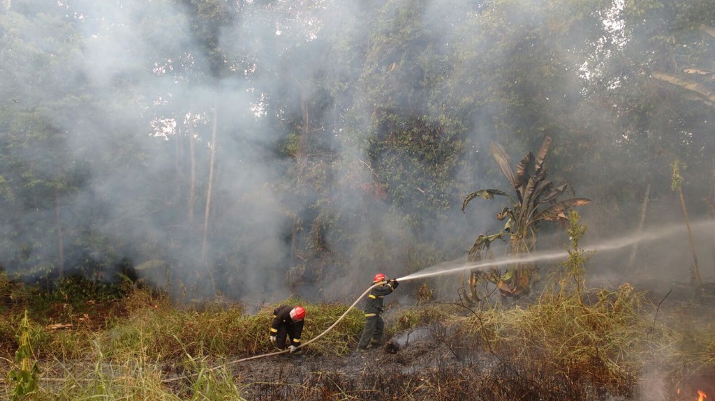 Bombeiros em ação em floresta tropical, com EPIs e mangueiras, durante combate a incêndio florestal