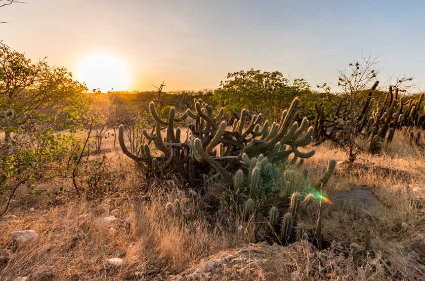 Paisagem do Sertão pernambucano, com vegetação de caatinga ao pôr do sol