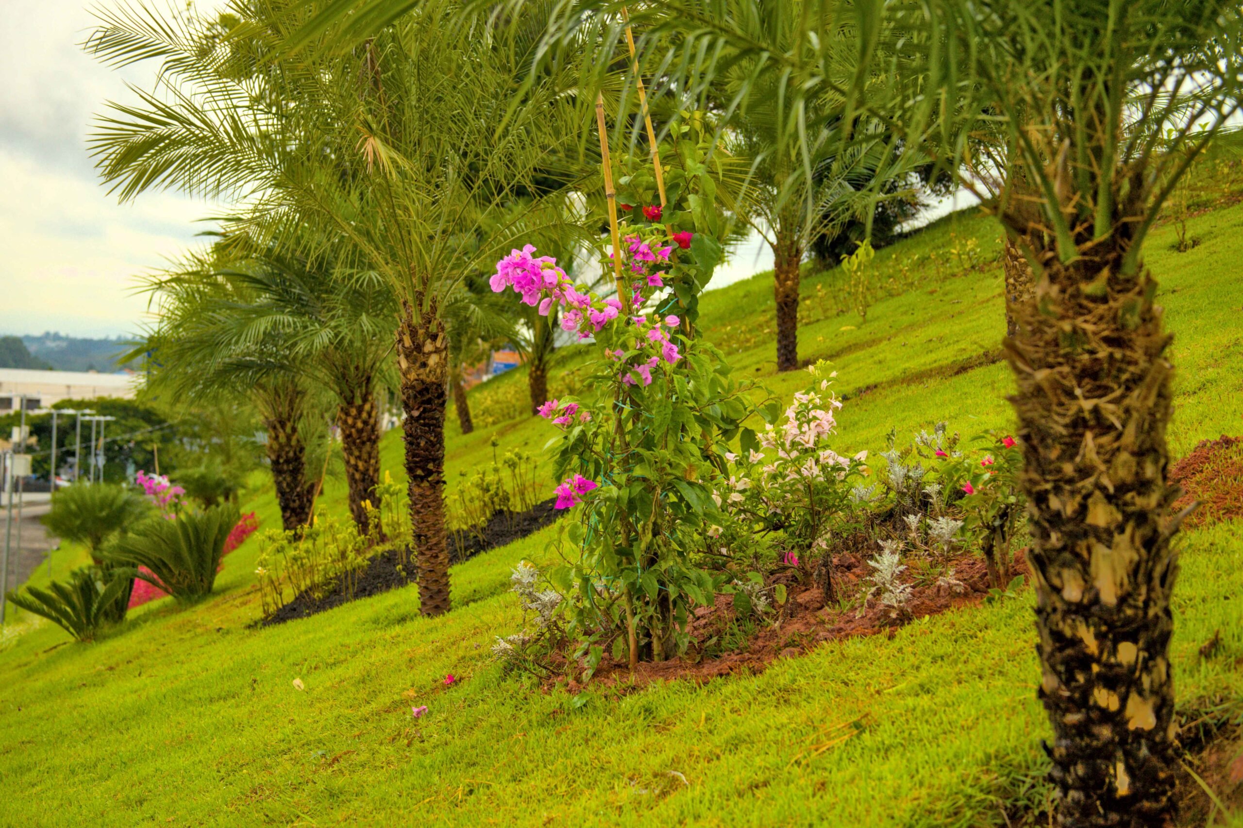 Paisagem urbana de Cotia SP