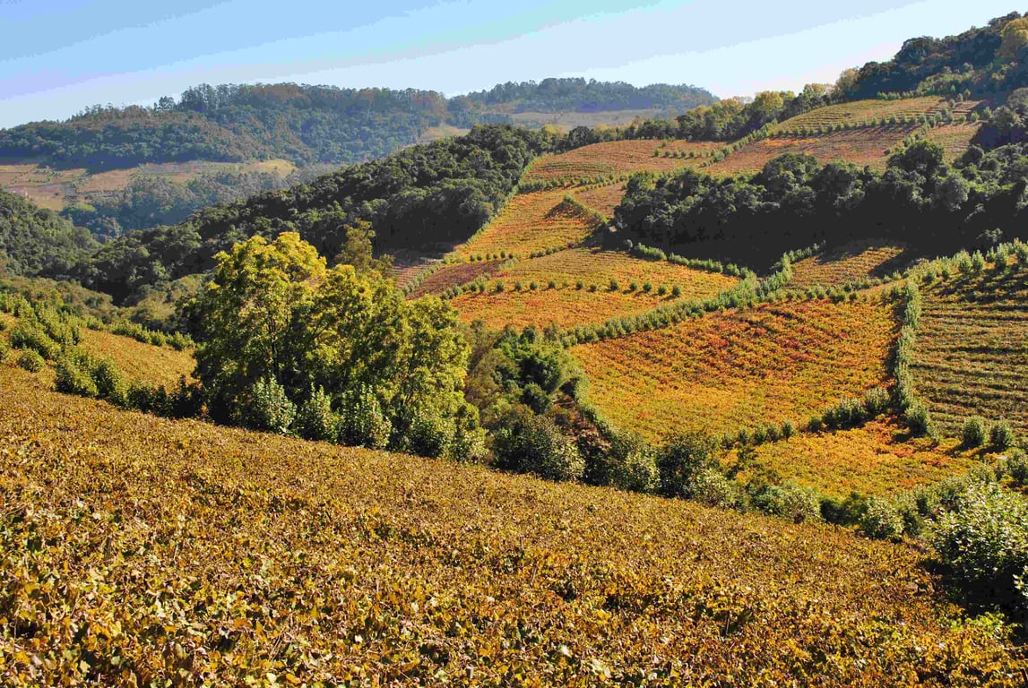 Paisagem de vinhedos na Serra Gaúcha, com morros e pequenas propriedades rurais ao entardecer.