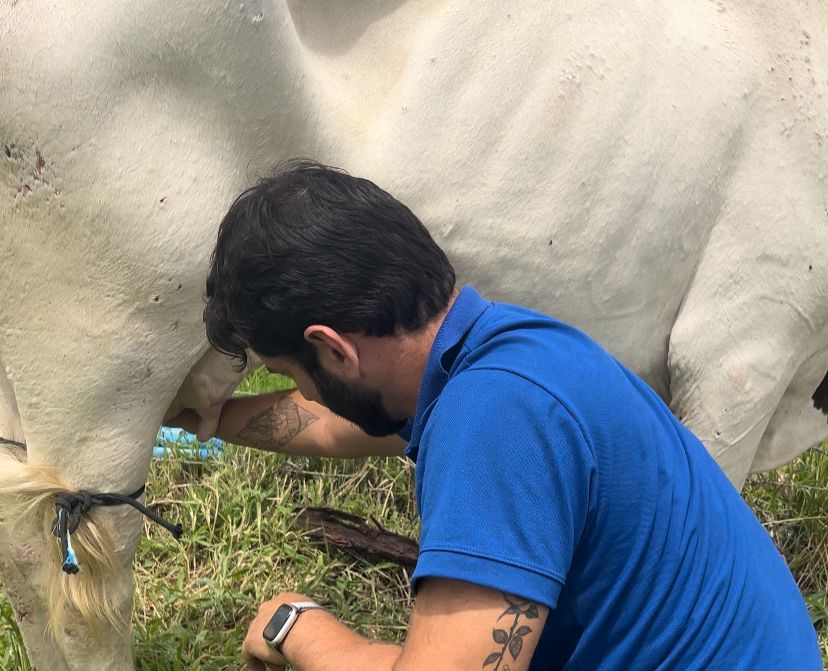 Veterinário em inspeção sanitária de bovinos em pasto