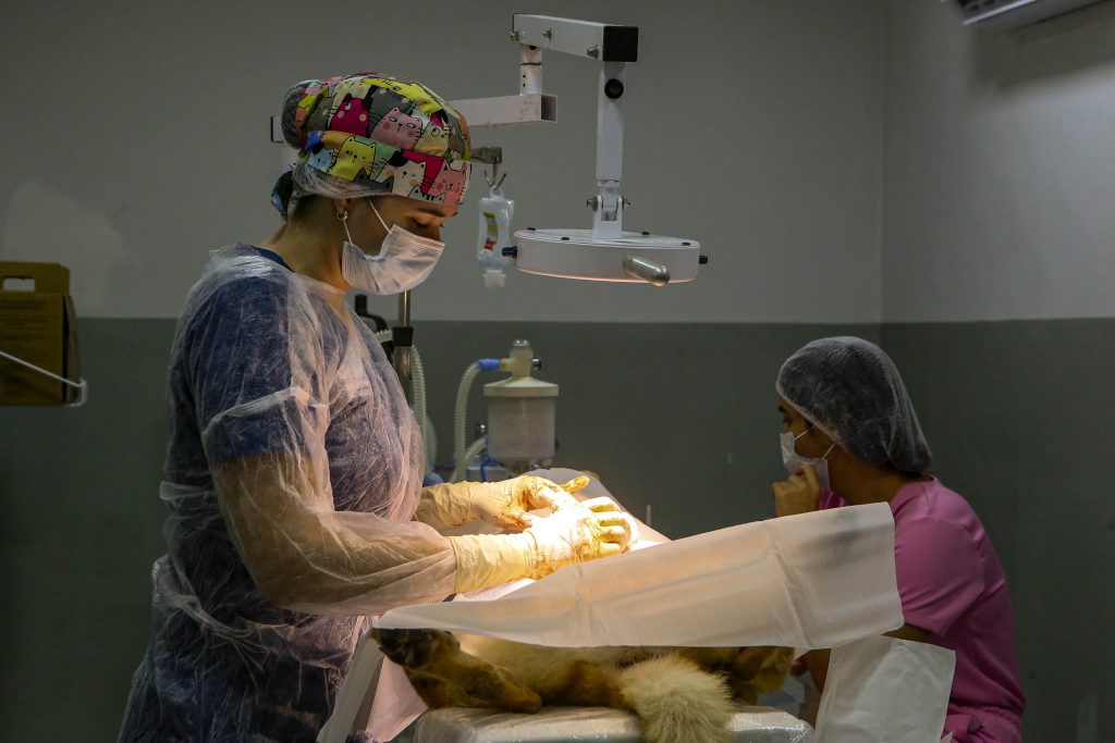 Equipe veterinária em atendimento a cão em ambiente público de saúde animal