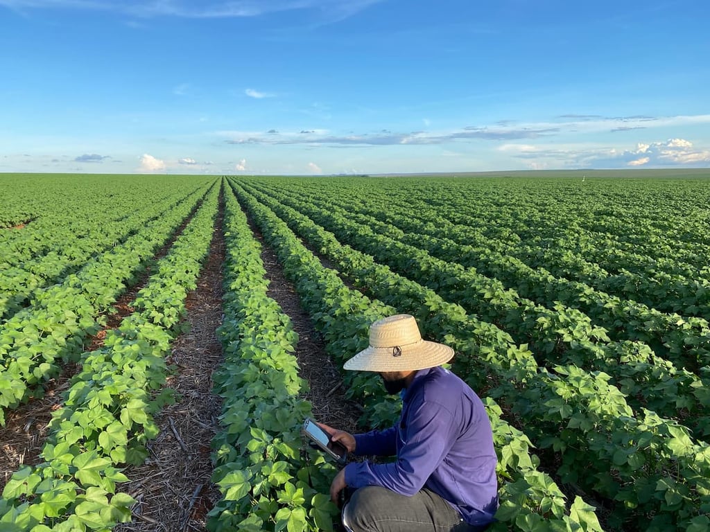 Pesquisa de campo em área agrícola, com pesquisador avaliando plantas ao pôr do sol
