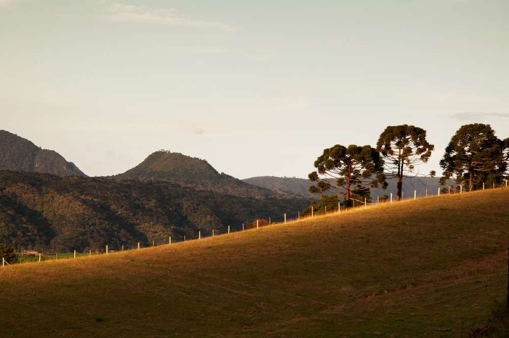 Paisagem da Serra Catarinense ao pôr do sol, com araucárias e campos ondulados