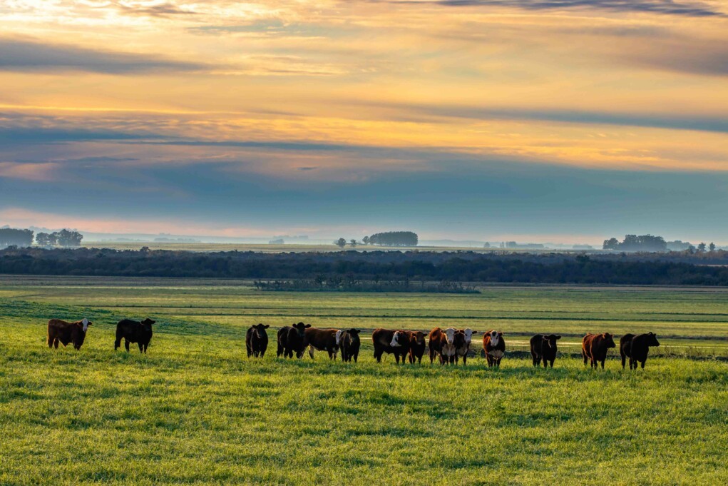 Paisagem rural típica da Região Central do Rio Grande do Sul, representando o contexto local de Toropi