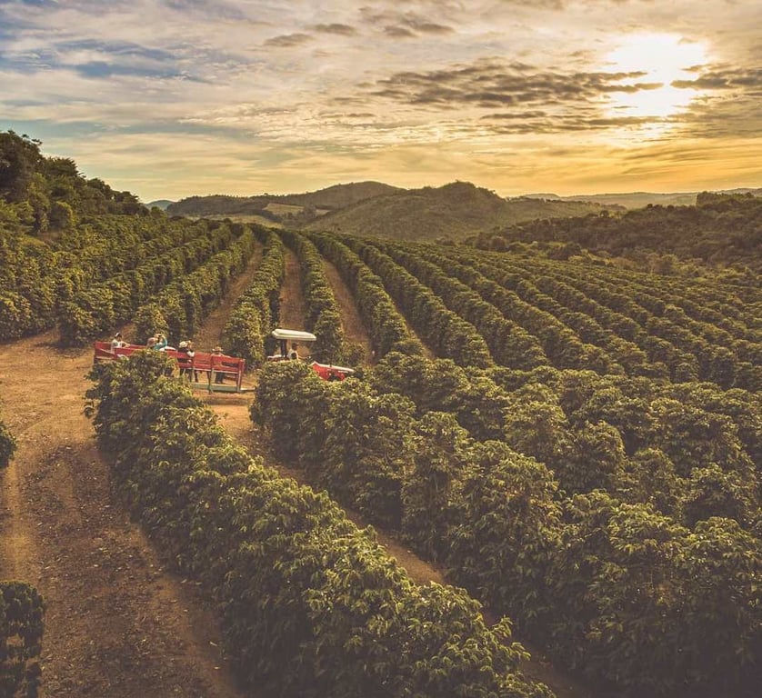 Plantação de café em morros no Sul de Minas sob luz do fim da tarde