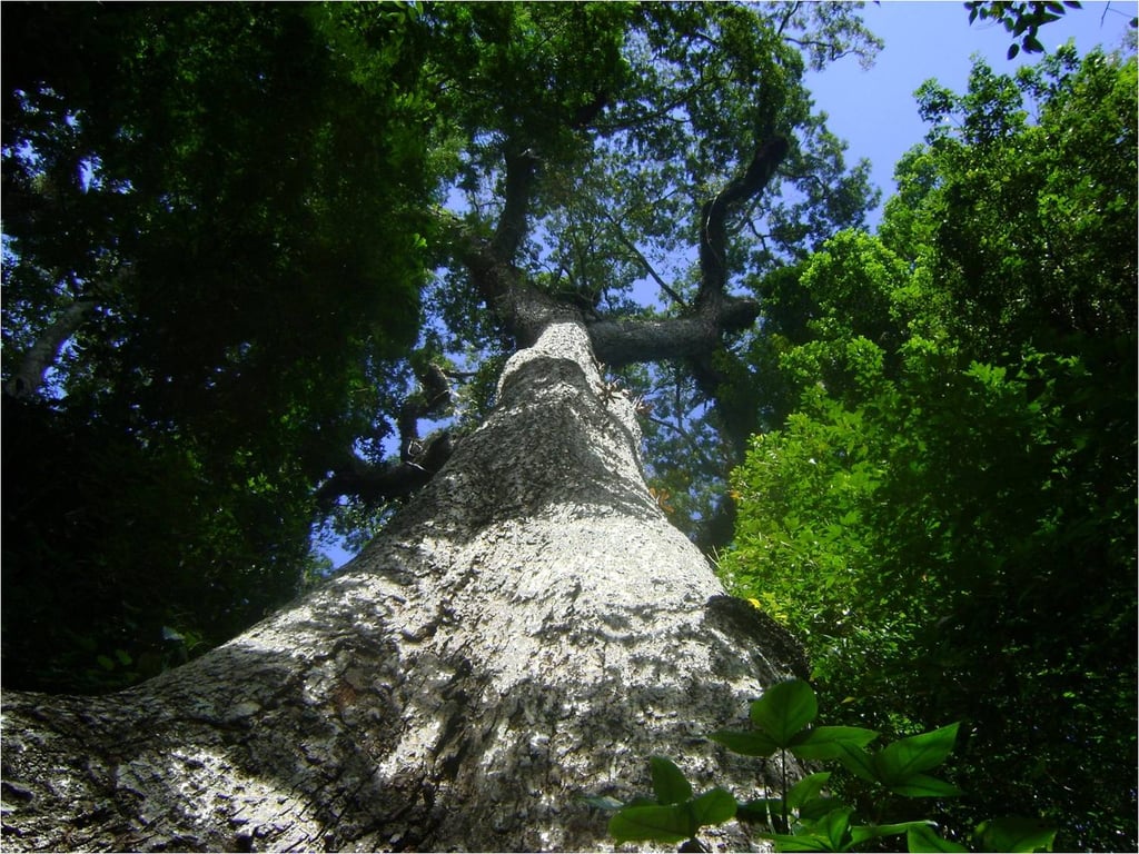 Mata Atlântica no Espírito Santo